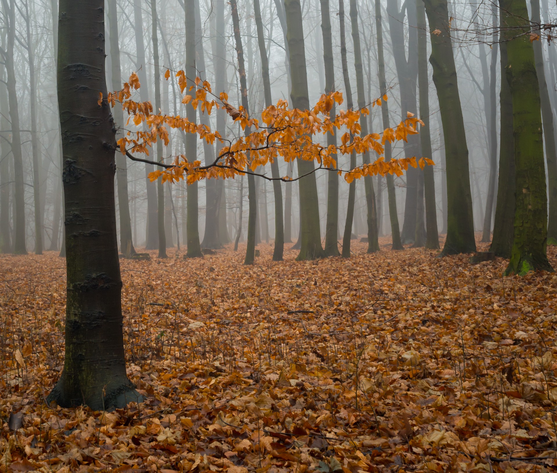 StockKosh-forest-foggy-forest-i