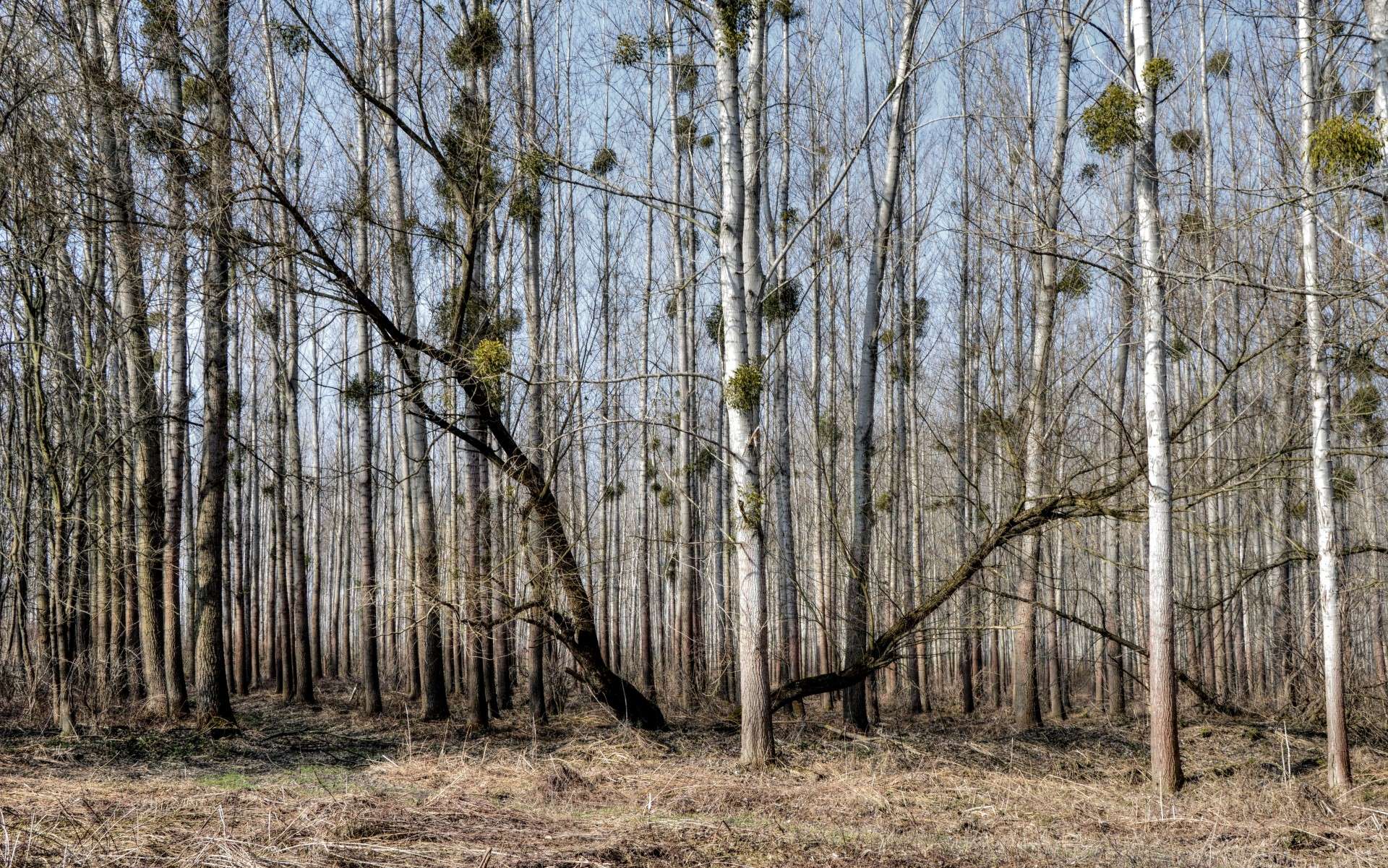 StockKosh-forest-anarchy-in-the-forest
