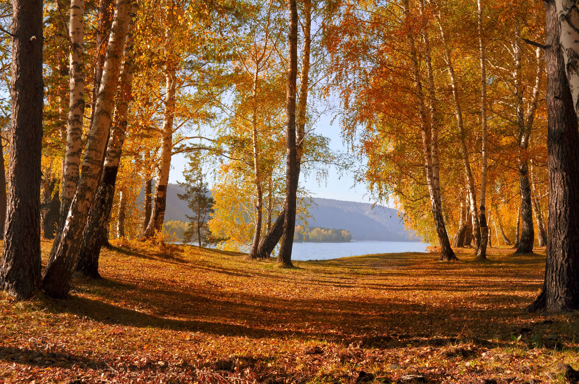 StockKosh-forest-autumn-forest-1351265582Bf1